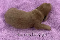 Iris’s lil lady, a female Miniature Dachshund for sale in Holiday, FL – 3 of 10