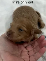Iris’s lil lady, a female Miniature Dachshund for sale in Holiday, FL – 6 of 10