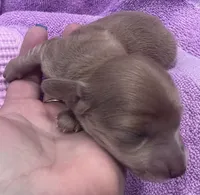 Iris’s lil lady, a female Miniature Dachshund for sale in Holiday, FL – Photo 2 of 6