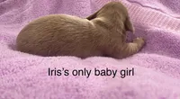 Iris’s lil lady, a female Miniature Dachshund for sale in Holiday, FL – 4 of 10