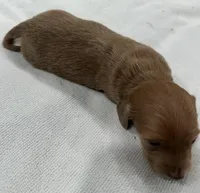 Iris’s lil lady, a female Miniature Dachshund for sale in Holiday, FL – 10 of 10