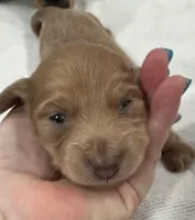 Iris’s lil lady, a female Miniature Dachshund for sale in Holiday, FL – 5 of 10