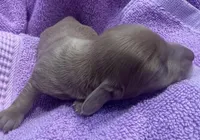 Iris’s lil lady, a female Miniature Dachshund for sale in Holiday, FL – Photo 5 of 6