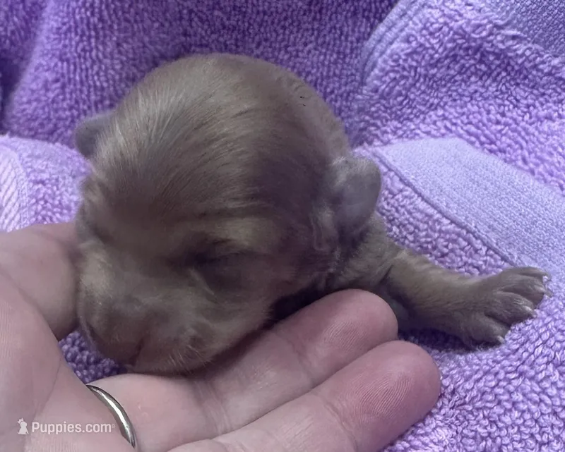 Iris’s lil lady – Miniature Dachshund puppy for sale in Holiday, FL