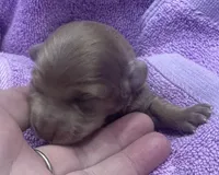 Iris’s lil lady, a female Miniature Dachshund for sale in Holiday, FL – Photo 1 of 6