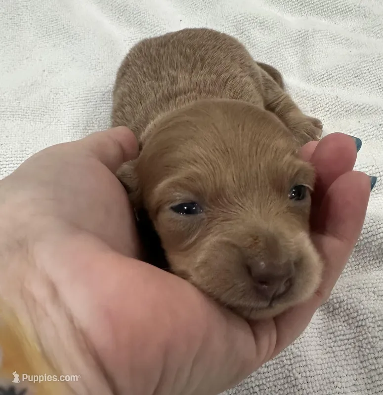 Iris’s lil lady – Miniature Dachshund puppy for sale in Holiday, FL