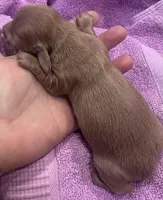 Iris’s lil lady, a female Miniature Dachshund for sale in Holiday, FL – Photo 4 of 6