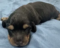 Jonathan, a male Miniature Dachshund for sale in Holiday, FL – 4 of 5