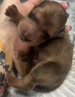 London’s only baby boy, a male Miniature Dachshund for sale in Holiday, FL – Photo 2 of 7