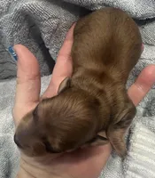 London’s only baby boy, a male Miniature Dachshund for sale in Holiday, FL – Photo 4 of 7