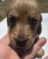 London’s only baby boy, a male Miniature Dachshund for sale in Holiday, FL – 9 of 10
