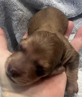 London’s only baby boy, a male Miniature Dachshund for sale in Holiday, FL – Photo 5 of 7