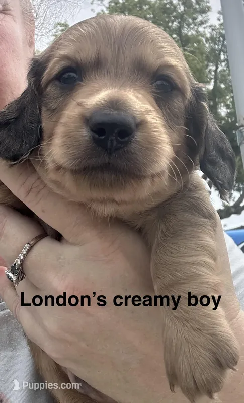 London’s only baby boy – Miniature Dachshund puppy for sale in Holiday, FL