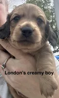 London’s only baby boy, a male Miniature Dachshund for sale in Holiday, FL – 1 of 10