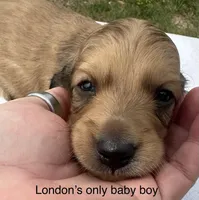 London’s only baby boy, a male Miniature Dachshund for sale in Holiday, FL – 2 of 10
