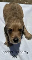 London’s only baby boy, a male Miniature Dachshund for sale in Holiday, FL – 4 of 10