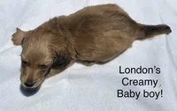 London’s only baby boy, a male Miniature Dachshund for sale in Holiday, FL – 8 of 10
