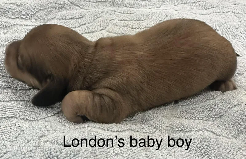 London’s only baby boy – Miniature Dachshund puppy for sale in Holiday, FL