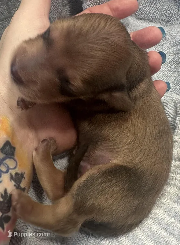 London’s only baby boy – Miniature Dachshund puppy for sale in Holiday, FL