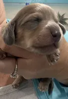 Julia, a female Miniature Dachshund for sale in Holiday, FL – 1 of 10