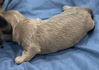 Julia, a female Miniature Dachshund for sale in Holiday, FL – 5 of 10