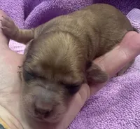 London’s darker cream lil lady, a female Miniature Dachshund for sale in Holiday, FL – Photo 3 of 4