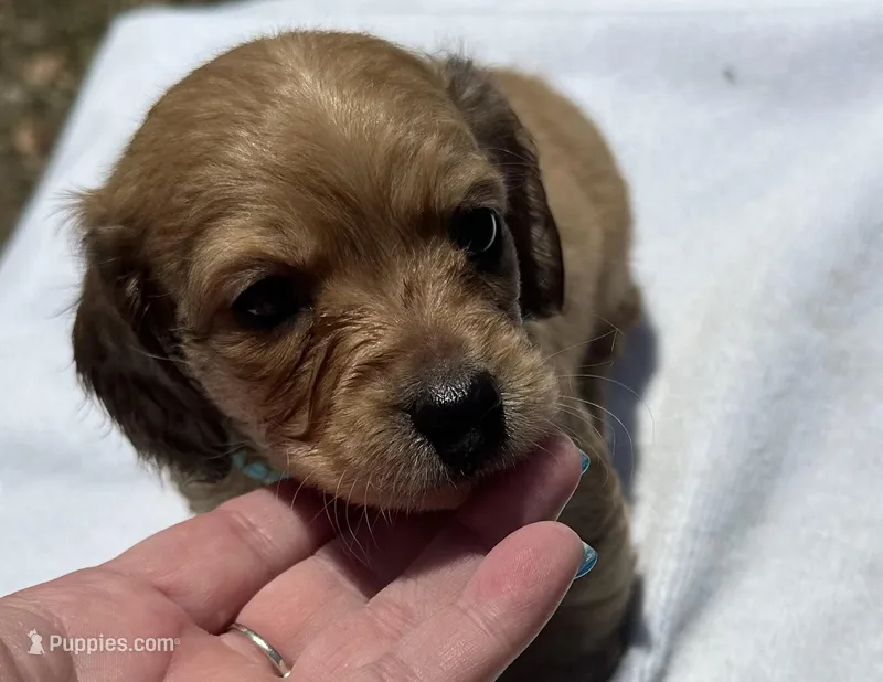 London’s darker cream lil lady – Miniature Dachshund puppy for sale in Holiday, FL