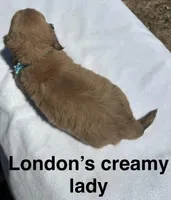 London’s cream lil lady, a female Miniature Dachshund for sale in Holiday, FL – Photo 8 of 10