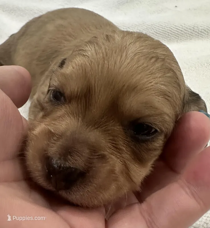 London’s darker cream lil lady – Miniature Dachshund puppy for sale in Holiday, FL
