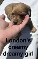 London’s cream lil lady, a female Miniature Dachshund for sale in Holiday, FL – Photo 7 of 10