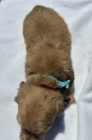 London’s cream lil lady, a female Miniature Dachshund for sale in Holiday, FL – Photo 10 of 10