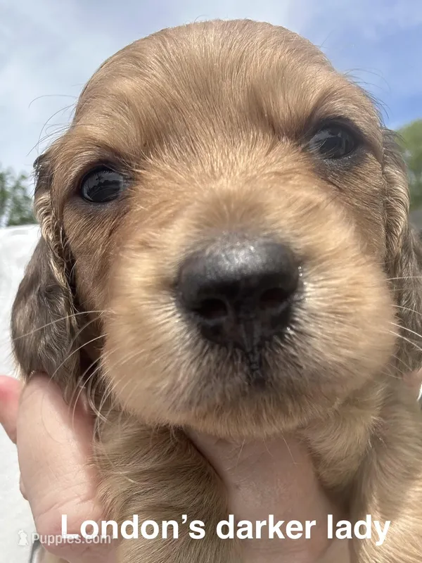 London’s darker cream lil lady – Miniature Dachshund puppy for sale in Holiday, FL