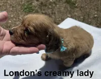 London’s cream lil lady, a female Miniature Dachshund for sale in Holiday, FL – Photo 5 of 10