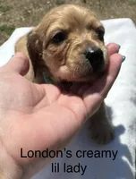 London’s cream lil lady, a female Miniature Dachshund for sale in Holiday, FL – Photo 4 of 10