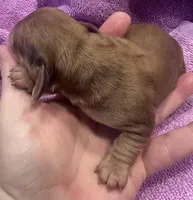 London’s darker cream lil lady, a female Miniature Dachshund for sale in Holiday, FL – Photo 4 of 4