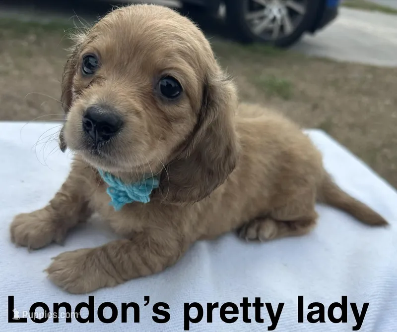 London’s cream lil lady – Miniature Dachshund puppy on hold in Holiday, FL