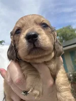 London’s cream lil lady, a female Miniature Dachshund for sale in Holiday, FL – Photo 2 of 10