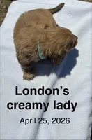 London’s cream lil lady, a female Miniature Dachshund for sale in Holiday, FL – Photo 9 of 10