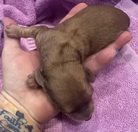 London’s darker cream lil lady, a female Miniature Dachshund for sale in Holiday, FL – Photo 2 of 4