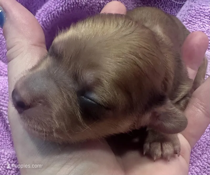 London’s darker cream lil lady – Miniature Dachshund puppy for sale in Holiday, FL