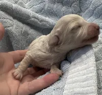 Iris’s creamy white boy, a male Miniature Dachshund for sale in Holiday, FL – Photo 2 of 5