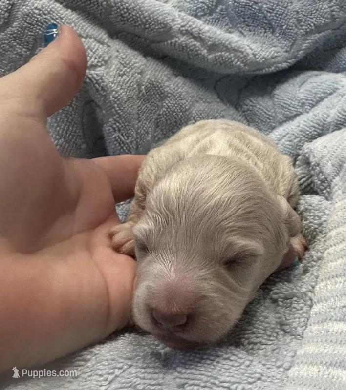 Iris’s creamy white boy – Miniature Dachshund puppy on hold in Holiday, FL