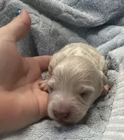 Iris’s creamy white boy, a male Miniature Dachshund for sale in Holiday, FL – Photo 1 of 5
