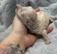 Iris’s creamy white boy, a male Miniature Dachshund for sale in Holiday, FL – Photo 3 of 5