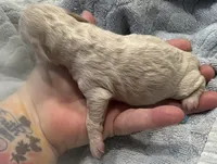 Iris’s creamy white boy, a male Miniature Dachshund for sale in Holiday, FL – Photo 4 of 5