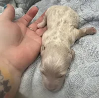 Iris’s creamy white boy, a male Miniature Dachshund for sale in Holiday, FL – Photo 5 of 5