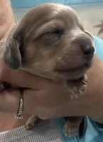 Julia, a female Miniature Dachshund for sale in Holiday, FL – 9 of 10