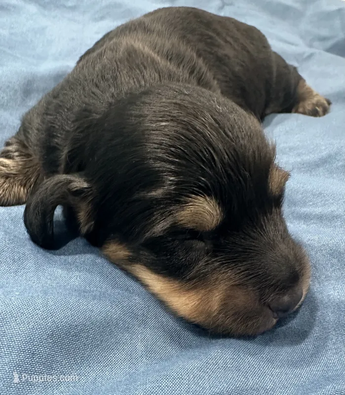 Jonathan – Miniature Dachshund puppy for sale in Holiday, FL