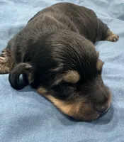 Jonathan, a male Miniature Dachshund for sale in Holiday, FL – 1 of 5