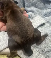 Paris’s perfectly imperfect little boy, a male Miniature Dachshund for sale in Holiday, FL – Photo 7 of 7